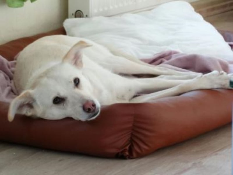 Pakuna sucht eine Familie!