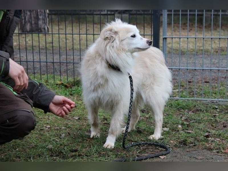 Moyo, Sheltie Mix, geb. 2019, möchte Vertrauen aufbauen und endlich ein Zuhause genießen
