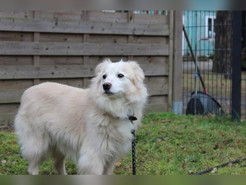 Moyo, Sheltie Mix, geb. 2019, möchte Vertrauen aufbauen und endlich ein Zuhause genießen