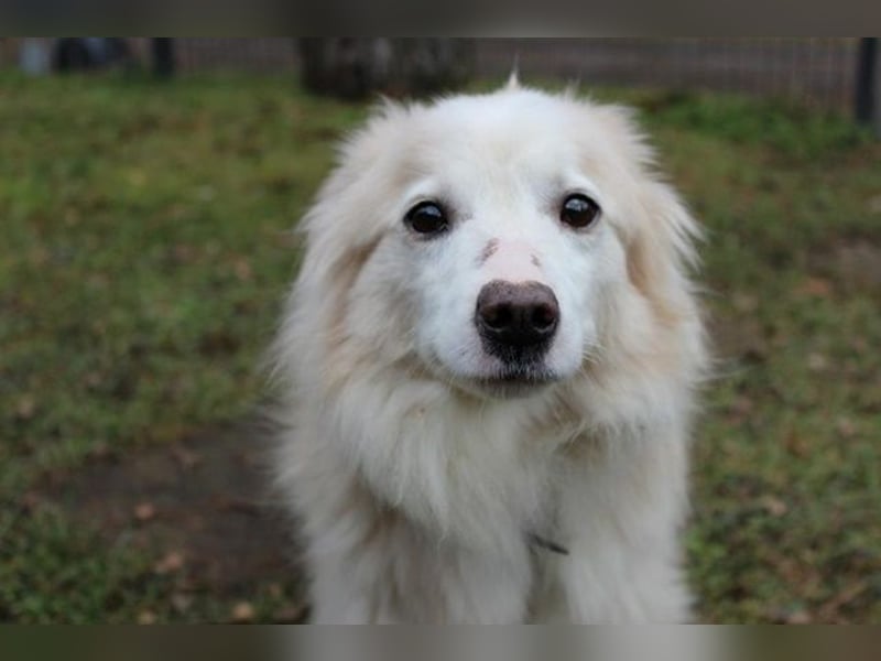 Moyo, Sheltie Mix, geb. 2019, möchte Vertrauen aufbauen und endlich ein Zuhause genießen