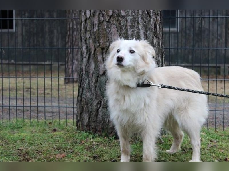 Moyo, Sheltie Mix, geb. 2019, möchte Vertrauen aufbauen und endlich ein Zuhause genießen