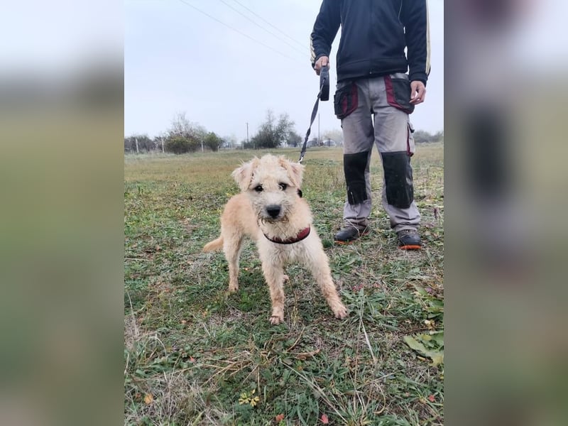 Ziggy wartet genau auf DIch