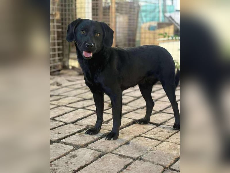 Mani sucht ein Körbchen