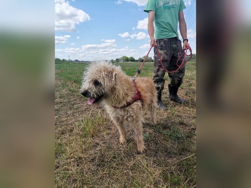 Ziggy wartet genau auf DIch
