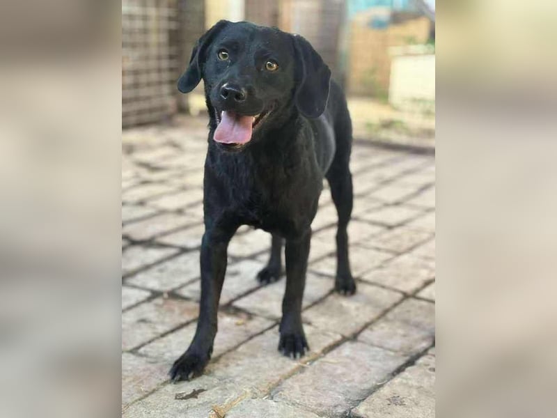 Mani sucht ein Körbchen