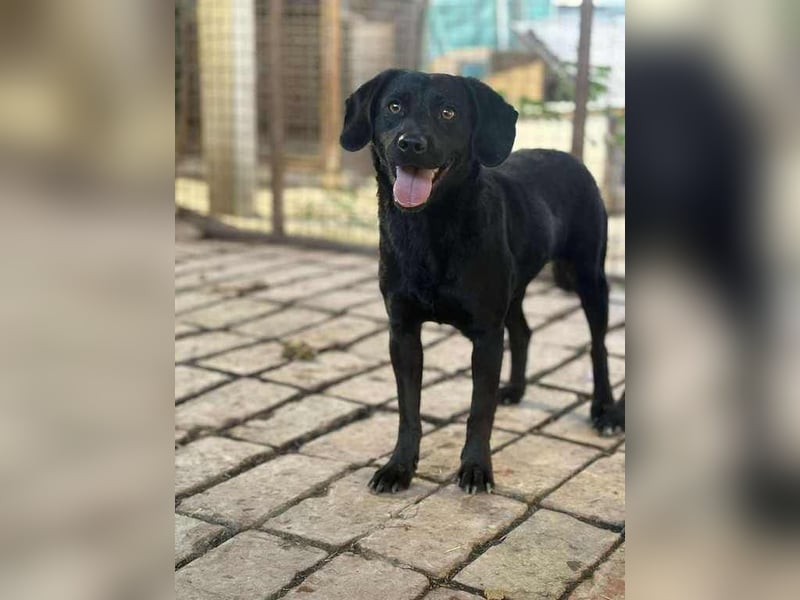 Mani sucht ein Körbchen