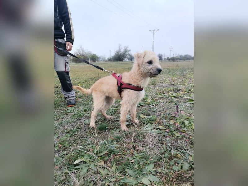 Ziggy wartet genau auf DIch