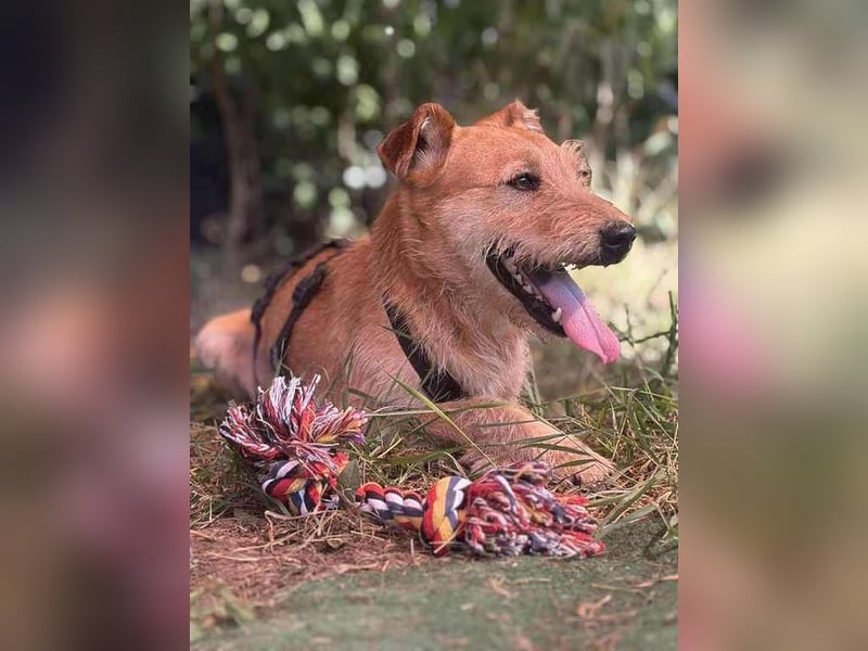 Robin unser kleiner Jäger