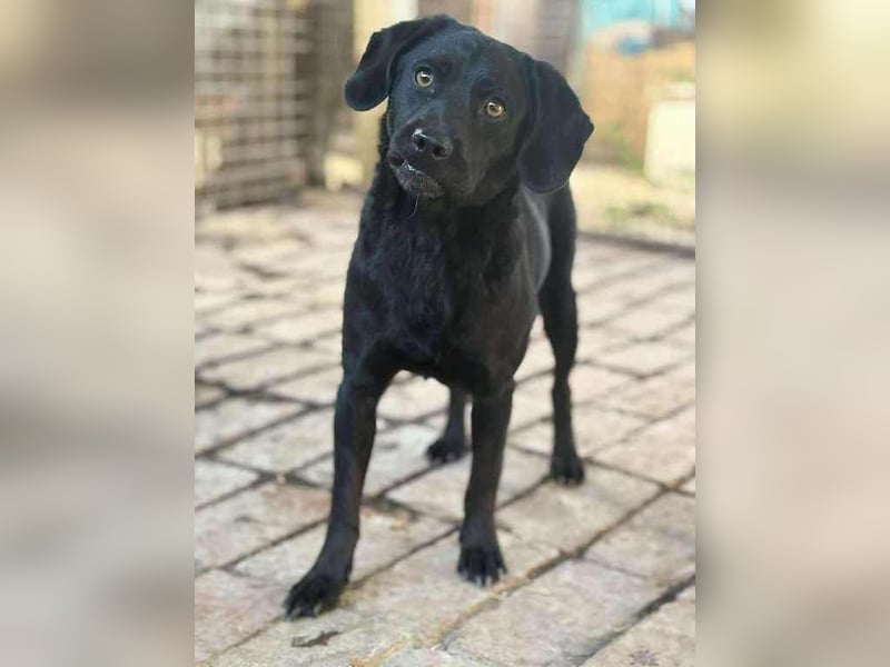 Mani sucht ein Körbchen