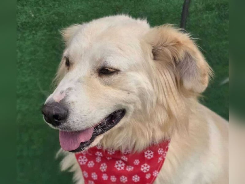 Cremefarbenes Fell - bernsteinfarbene Augen – das ist CHASE