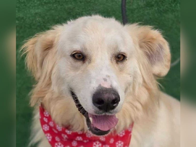 Cremefarbenes Fell - bernsteinfarbene Augen – das ist CHASE