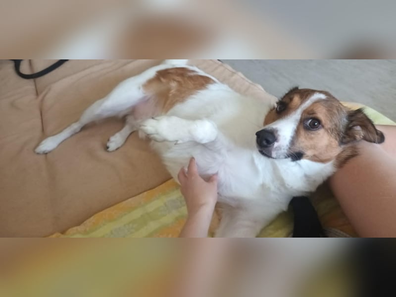 Wer entdeckt Barney–ein toller Bub mit viel Potenzial-wartet in PLZ 12683 Berlin-Biesdorf
