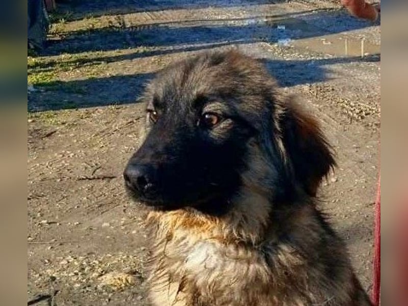 Henry - bildhübscher Bub sucht genau DICH