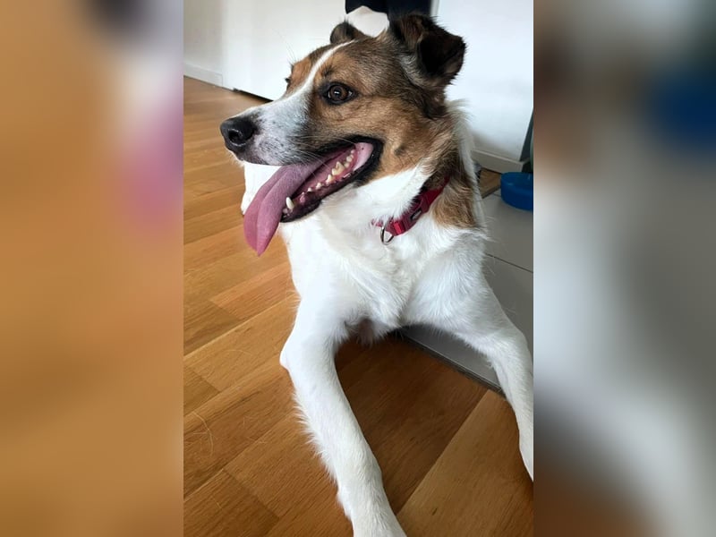 Wer entdeckt Barney–ein toller Bub mit viel Potenzial-wartet in PLZ 12683 Berlin-Biesdorf