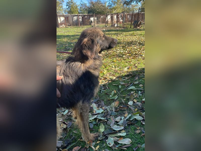 Henry - bildhübscher Bub sucht genau DICH