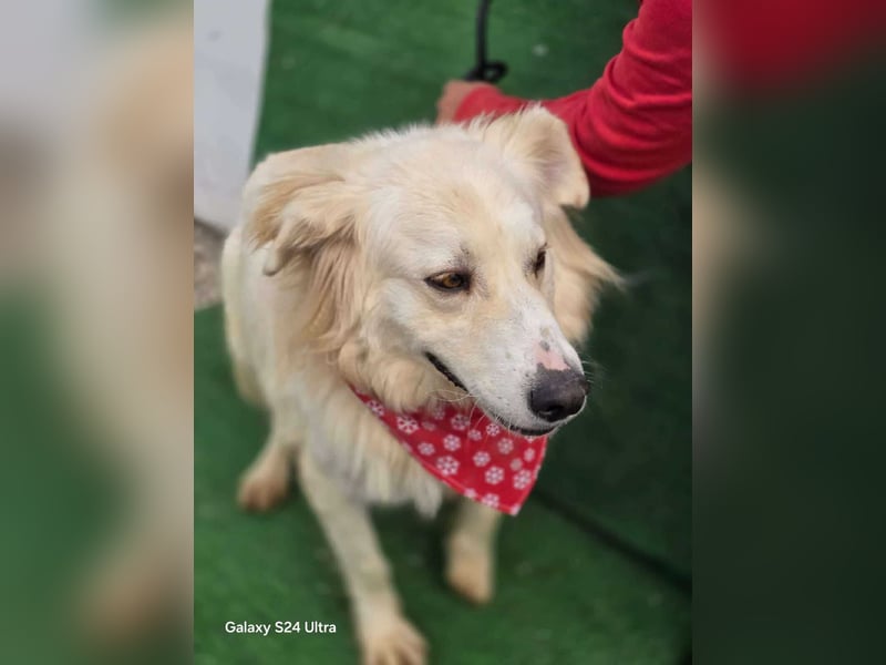 Cremefarbenes Fell - bernsteinfarbene Augen – das ist CHASE