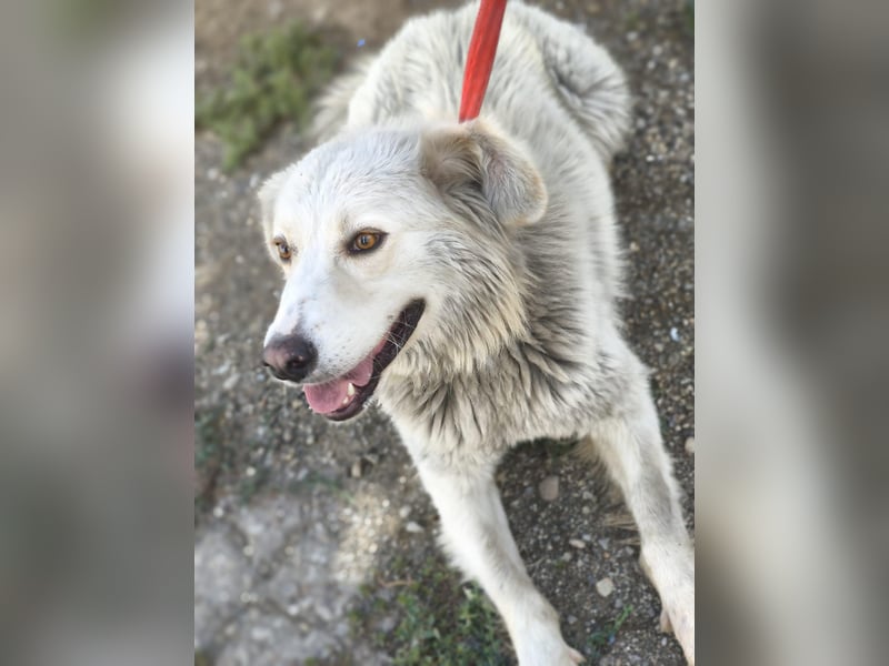 Cremefarbenes Fell - bernsteinfarbene Augen – das ist CHASE