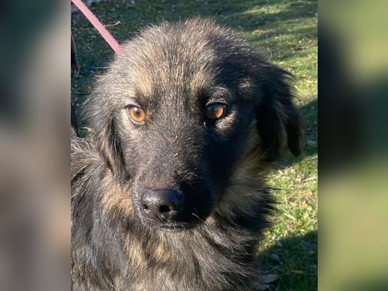 Henry - bildhübscher Bub sucht genau DICH