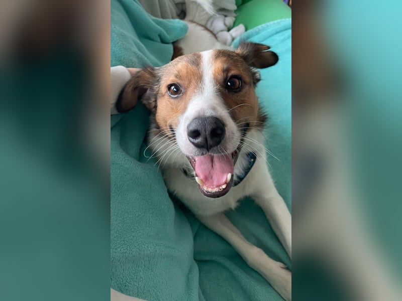 Wer entdeckt Barney–ein toller Bub mit viel Potenzial-wartet in PLZ 12683 Berlin-Biesdorf