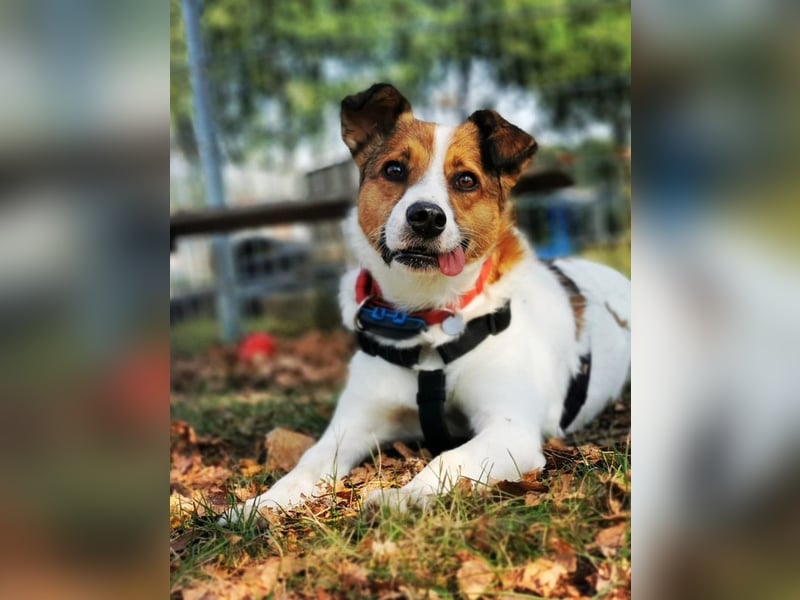 Wer entdeckt Barney–ein toller Bub mit viel Potenzial-wartet in PLZ 12683 Berlin-Biesdorf