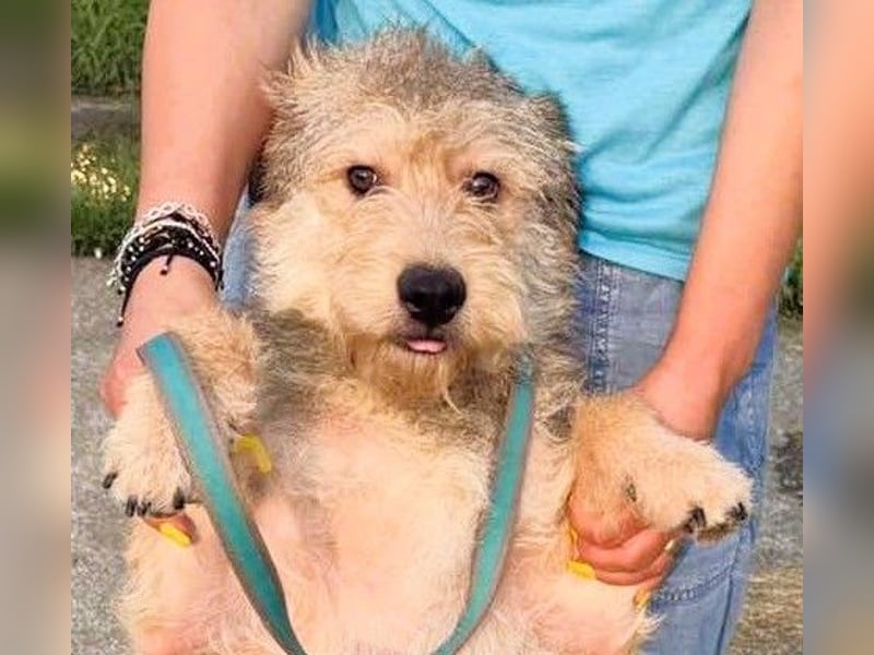 Ruckzuck verliebt in Strubbelmaus „ GIPSY “