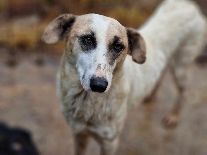 Eine zauberhafte Hundeseele - das ist RONJA