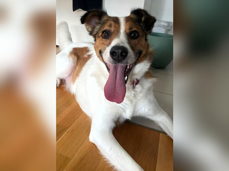 Wer entdeckt Barney–ein toller Bub mit viel Potenzial-wartet in PLZ 12683 Berlin-Biesdorf