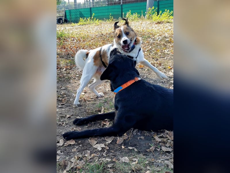 Wer entdeckt Barney–ein toller Bub mit viel Potenzial-wartet in PLZ 12683 Berlin-Biesdorf