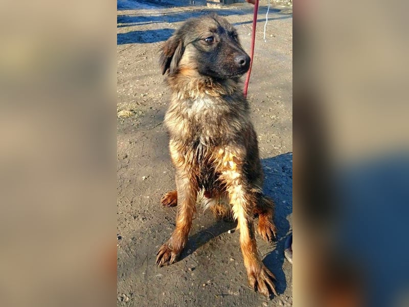 Henry - bildhübscher Bub sucht genau DICH