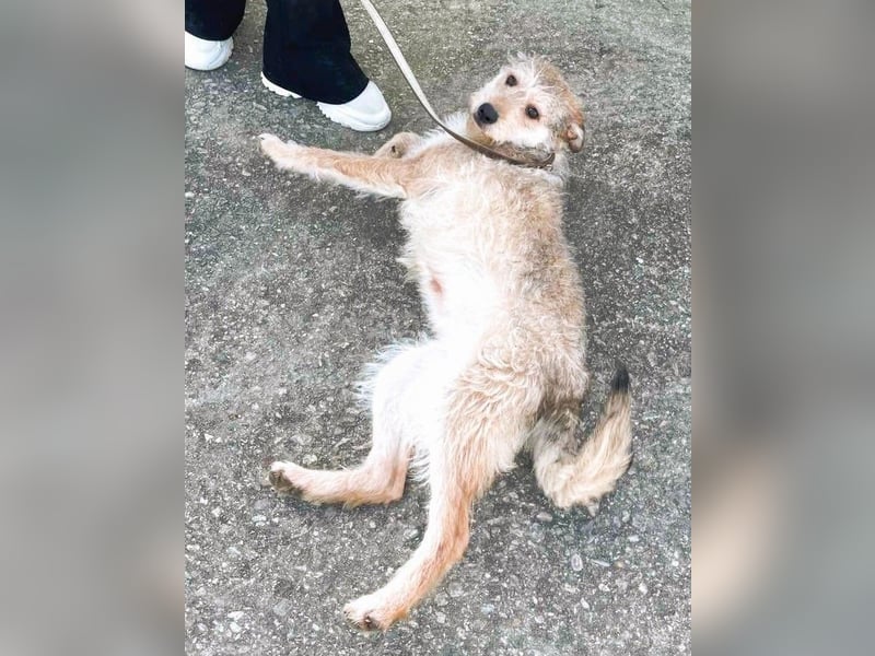 Ruckzuck verliebt in Strubbelmaus „ GIPSY “