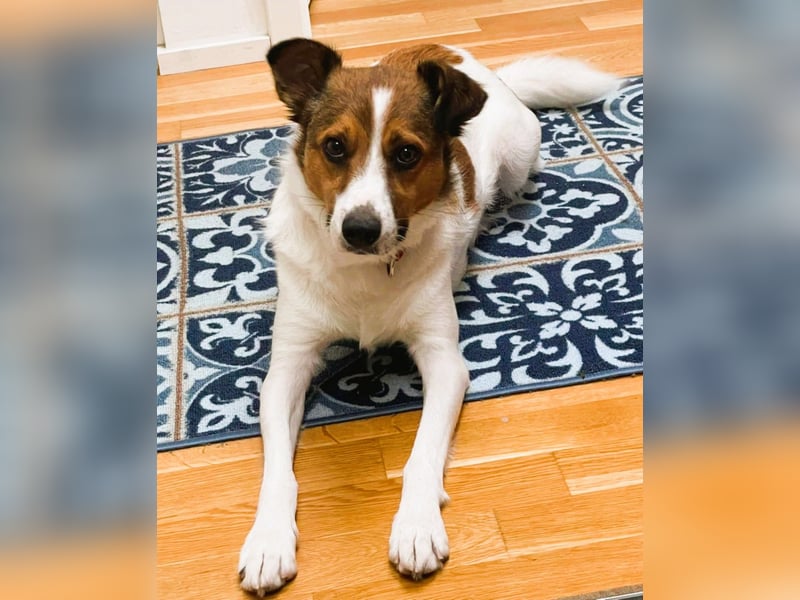 Wer entdeckt Barney–ein toller Bub mit viel Potenzial-wartet in PLZ 12683 Berlin-Biesdorf