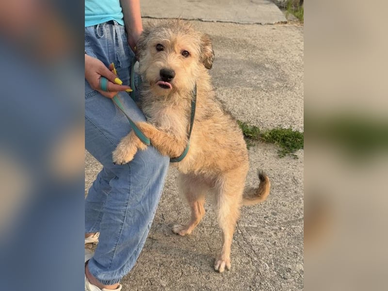 Ruckzuck verliebt in Strubbelmaus „ GIPSY “