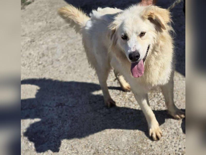 Cremefarbenes Fell - bernsteinfarbene Augen – das ist CHASE