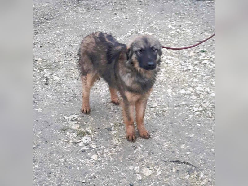 Henry - bildhübscher Bub sucht genau DICH