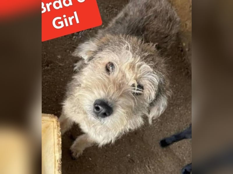 Ruckzuck verliebt in Strubbelmaus „ GIPSY “