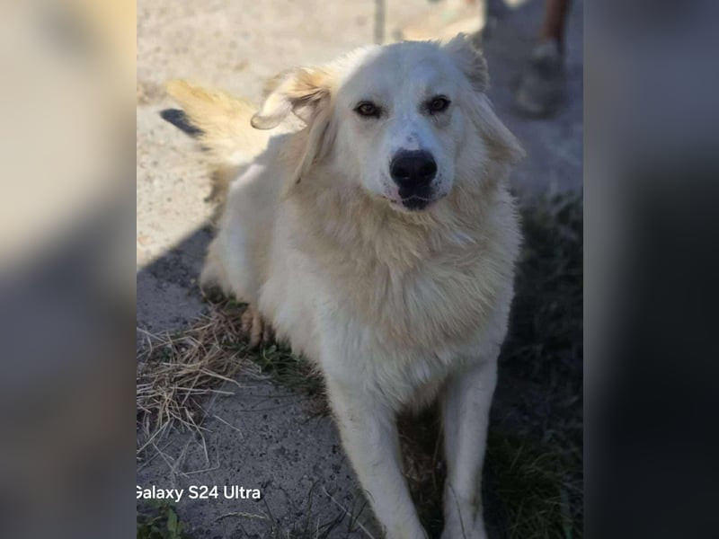 Cremefarbenes Fell - bernsteinfarbene Augen – das ist CHASE