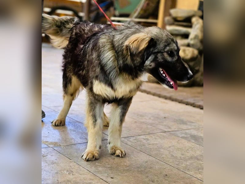 *Amy* mit einem Gesichtchen wie gemalt ca. 1 Jahr