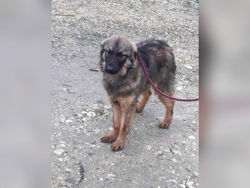 Henry - bildhübscher Bub sucht genau DICH