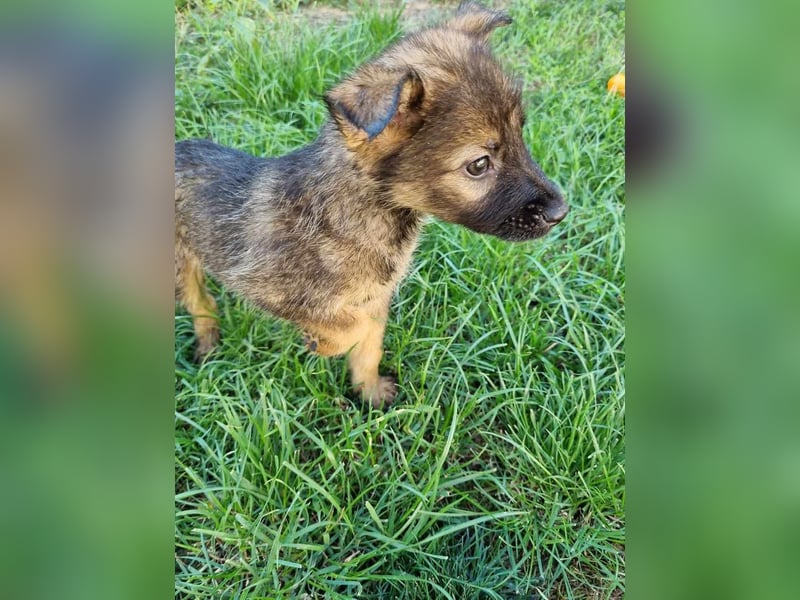 Henry - bildhübscher Bub sucht genau DICH