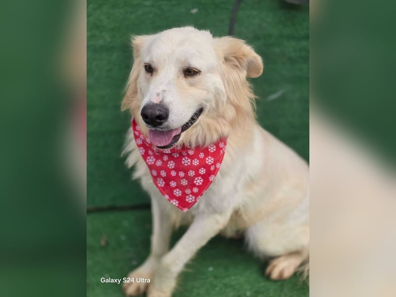 Cremefarbenes Fell - bernsteinfarbene Augen – das ist CHASE