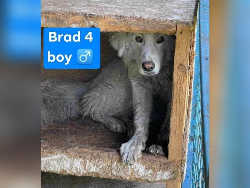 Cremefarbenes Fell - bernsteinfarbene Augen – das ist CHASE