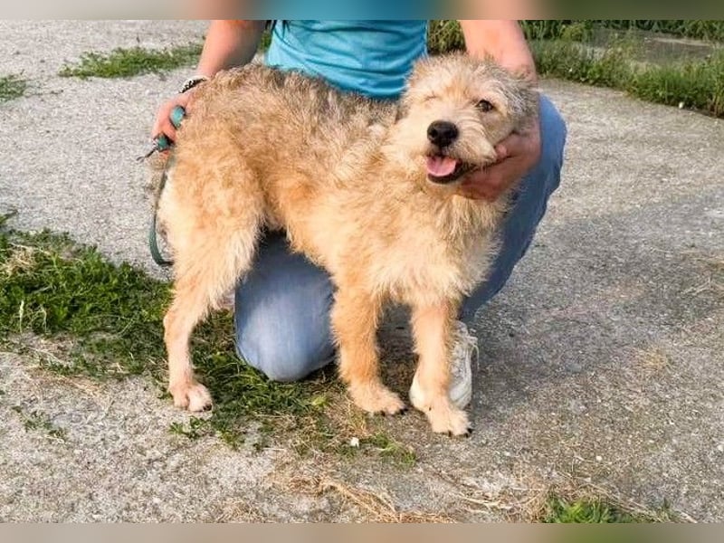 Ruckzuck verliebt in Strubbelmaus „ GIPSY “