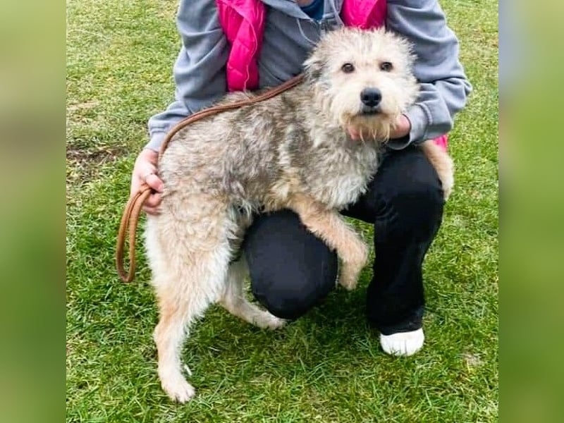 Ruckzuck verliebt in Strubbelmaus „ GIPSY “