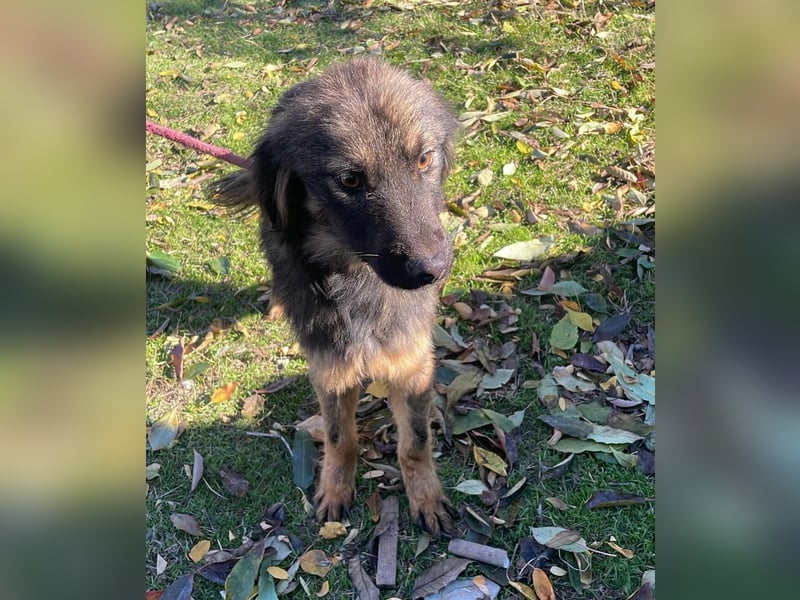 Henry - bildhübscher Bub sucht genau DICH