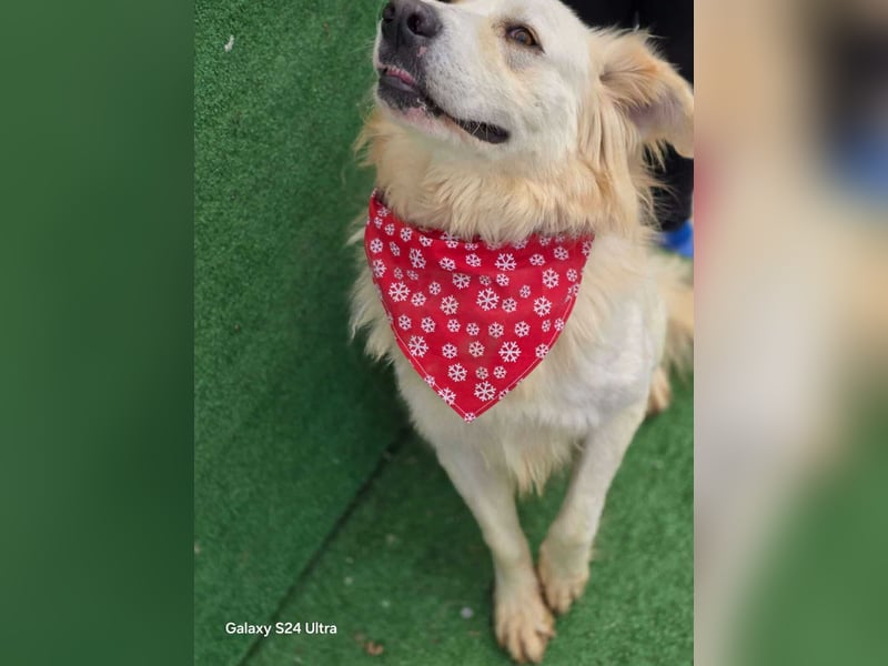 Cremefarbenes Fell - bernsteinfarbene Augen – das ist CHASE