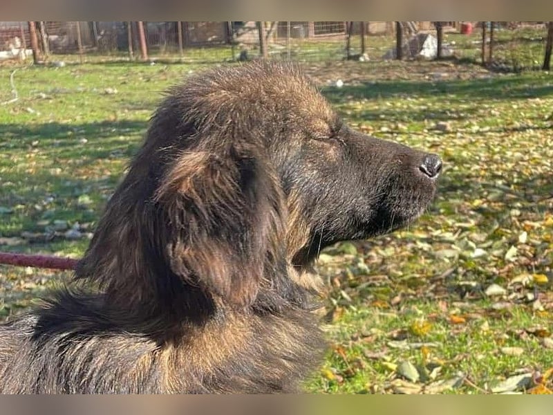 Henry - bildhübscher Bub sucht genau DICH