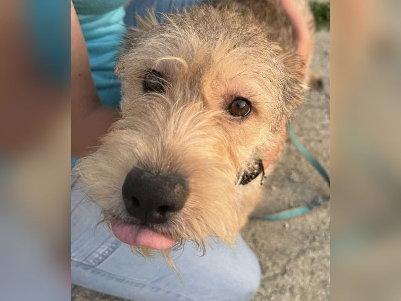 Ruckzuck verliebt in Strubbelmaus „ GIPSY “