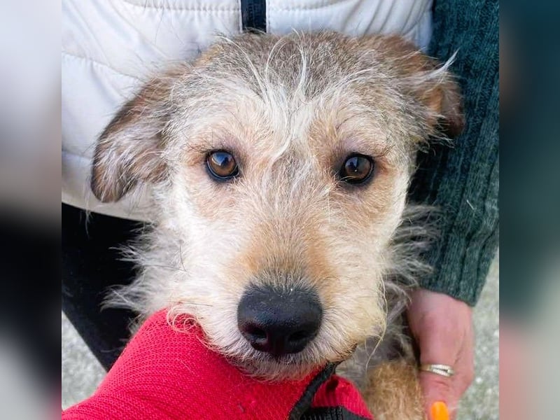 Ruckzuck verliebt in Strubbelmaus „ GIPSY “