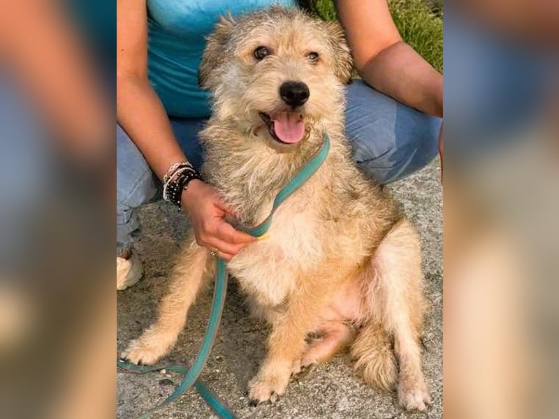 Ruckzuck verliebt in Strubbelmaus „ GIPSY “