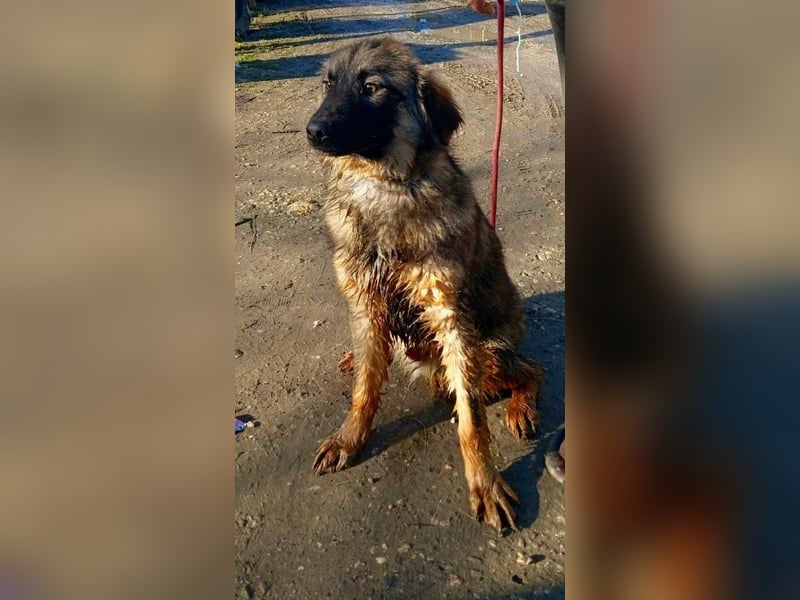 Henry - bildhübscher Bub sucht genau DICH
